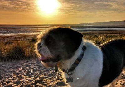 Dog on beach