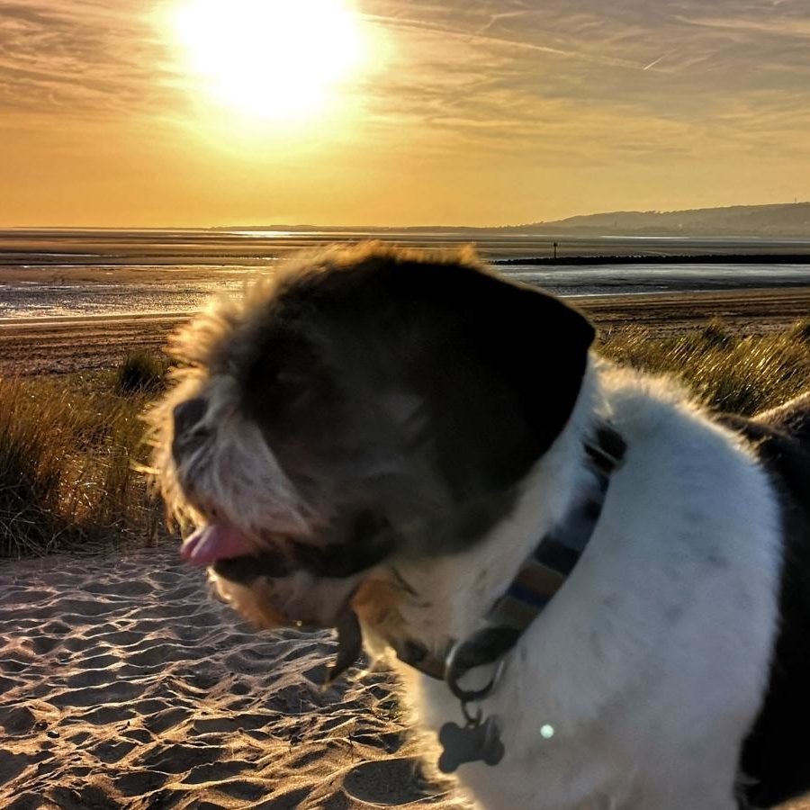 Dog on beach